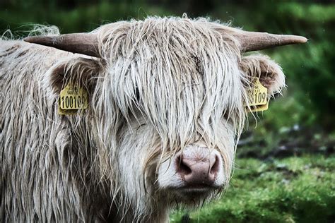 Wet Highland Cow Scotland Photograph By Stuart Litoff