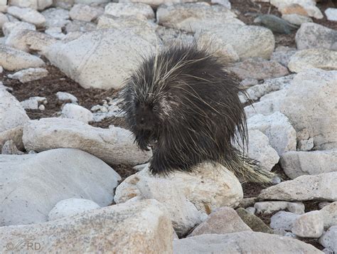 Porcupine On The Antelope Island Causeway Feathered Photography