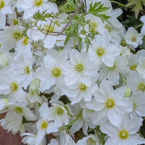 Buy Winter Flowering Clematis Group 1 Clematis × Cartmanii Avalanche