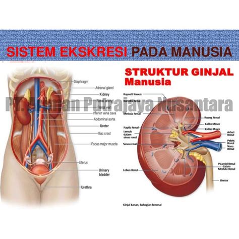 Gambar Sistem Ekskresi Manusia Pulp