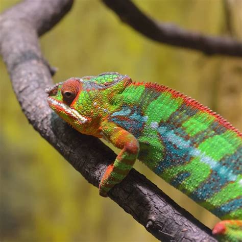 Colorful Panther Chameleon Resting On A Branch Stock Photo By ©alex