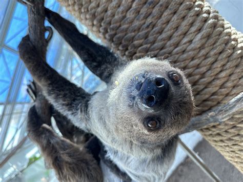 Meet The Denver Zoos Baby Sloth Westword