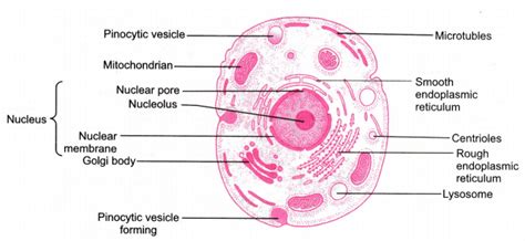 Download scientific diagram | tendon structure and composition. Draw a neat labelled diagram of an animal cell - CBSE ...