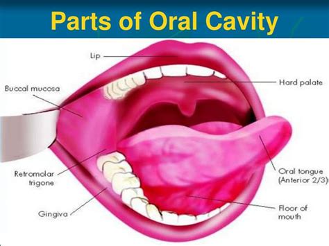 Oral Cavity Anatomy Labeled