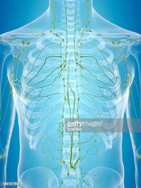 Lymphatic System Organs Photos And Premium High Res Pictures Getty Images