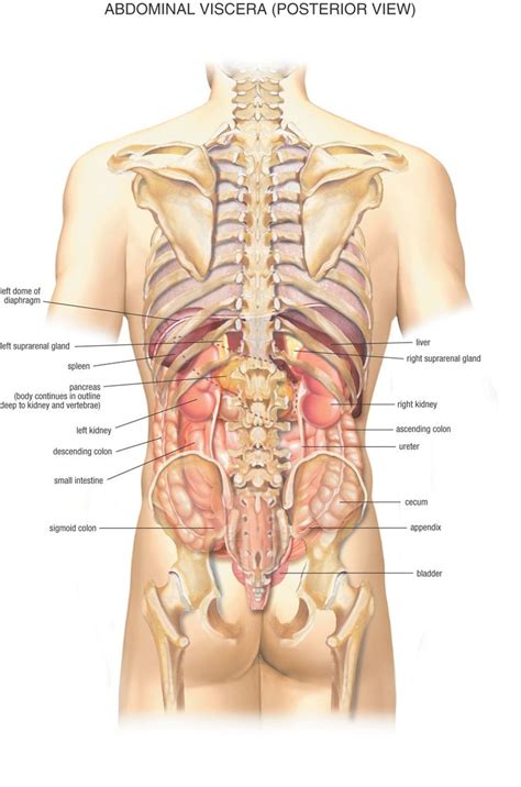 The abdomen contains many vital organs: 10+ images about Human anatomy female on Pinterest | Ribs ...