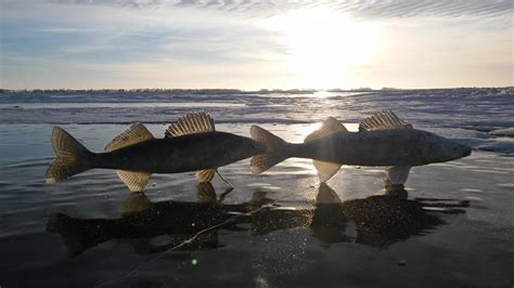 Manitoba ice fishing gets off to hot start after warm weather delays - Manitoba - CBC News