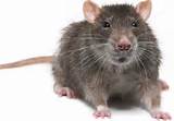 Images of Rodent Images