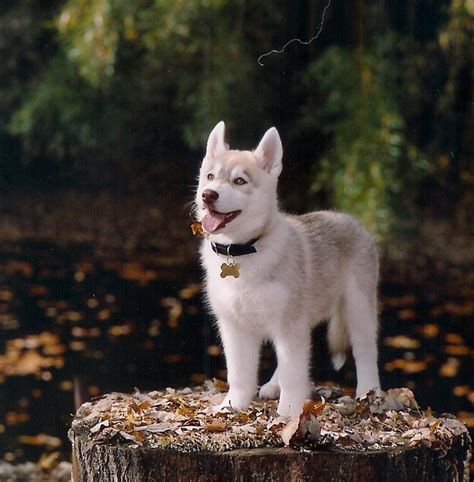 Siberian huskies are one of the coolest breeds of dog. wallpapers-hub: cute siberian huskies puppies wallpapers