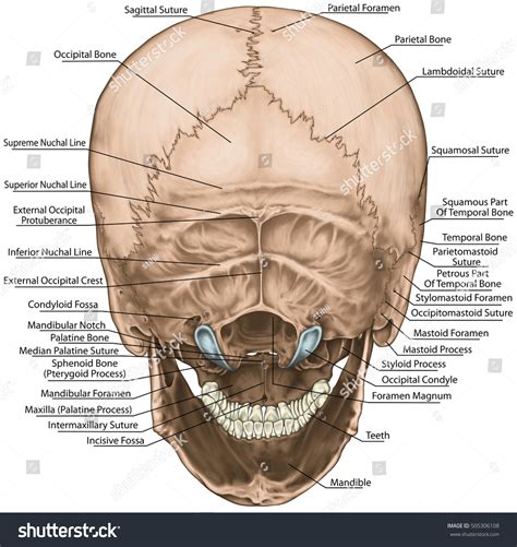 Bones Cranium Skull Anatomical Construction Bones Stock Illustration