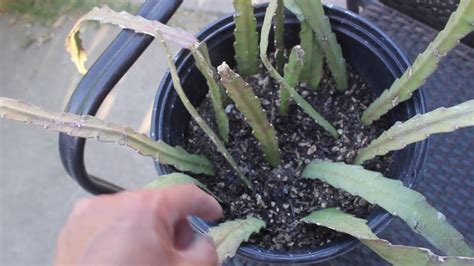How To Propagate Or Root Epiphyllum From Cutting Orchid Cactus Youtube