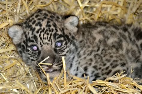 Adorable Jaguar Cubs Make A Roaring Entrance At Parque Tangamanga I