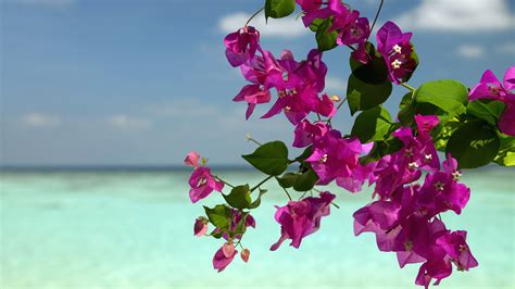 Bougainvillea Full Hd Wallpaper And Background Image 1920x1080 Id