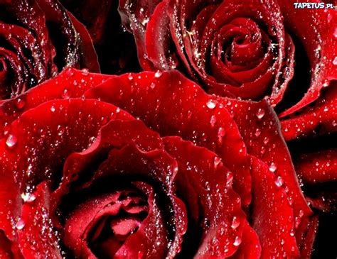 Czerwone Róże Krople Wody