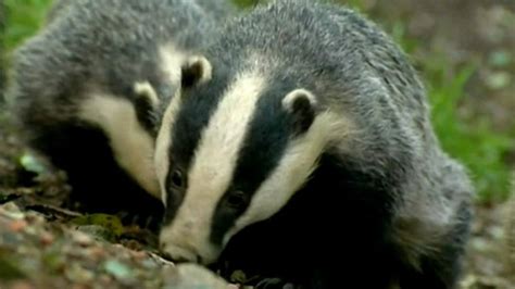 Badger Cull Cost £4121 Per Animal Says Charity Bbc News