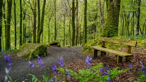 The Most Beautiful North Wales Forests To Explore This Autumn - Dioni