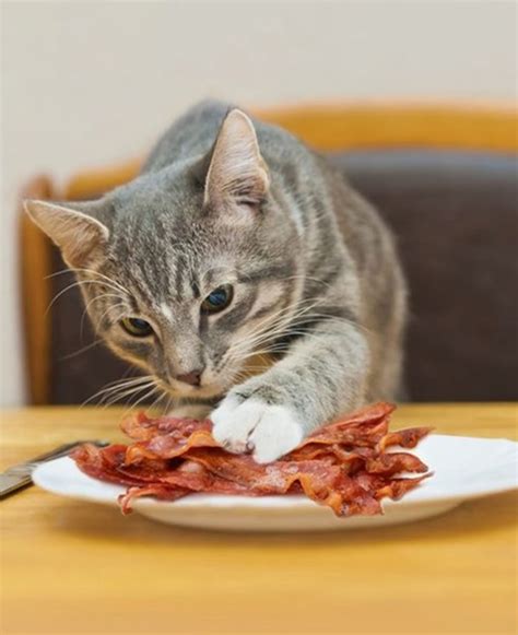 Breakfast sausage, summer sausage, italian sausage, polish sausage etc. 10 Human Foods Cats can Eat like a treat