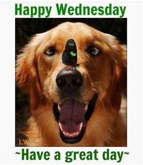 Dog Happy Wednesday Have A Great Day Quote Pictures Photos And Images