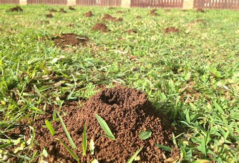 Do it yourself ant killer for outdoors. The 8 Best Ant Killer For Lawns - (2021 Reviews & Guide)