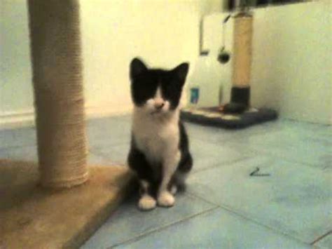 Best croque monsieur in glasgow. kittens free to good home - YouTube