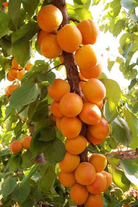the fruit of palestine fruit fruit trees beautiful fruits