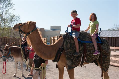 But at the day of eid, the camel's meat will be imported and i'll be served with that insha allah. Explore the Outdoors This Fall at the Ark Encounter | Ark ...