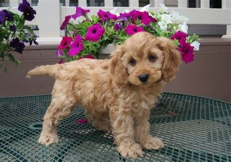 Get matched with a pupper from a responsible cockapoo breeder near you. Cockapoo Puppies For Sale | San Bernardino County, CA #244125
