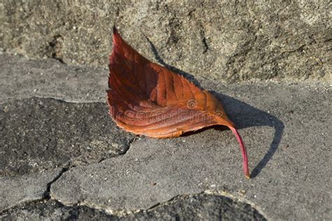 Single Autumn Leaf Stock Image Image Of Colored Isolated 11969803
