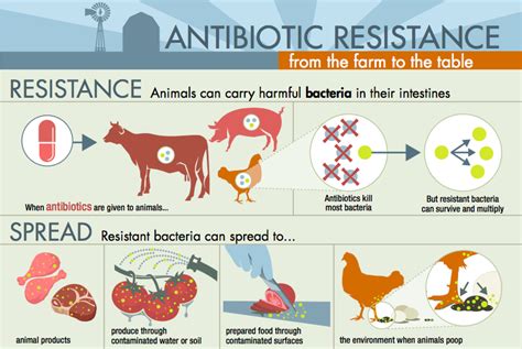 Medical Consequences Of Antibiotic Use In Agriculture