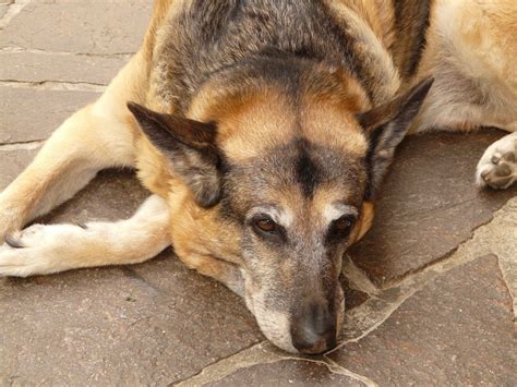 Free Images Animal Fur Rest Sleepy Vertebrate Dog Breed Sch Fer