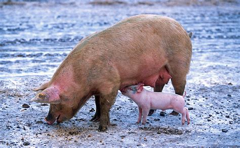 Royalty Free Photo Close Up Photograph Of Pig With Baby Pig Pickpik
