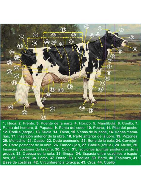 Anatomía Topográfica De La Vaca Pdf
