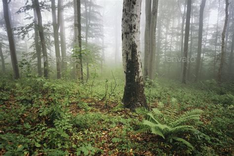 Green Enchanted Forest With Fog Stock Photo By Andreiuc88 Photodune