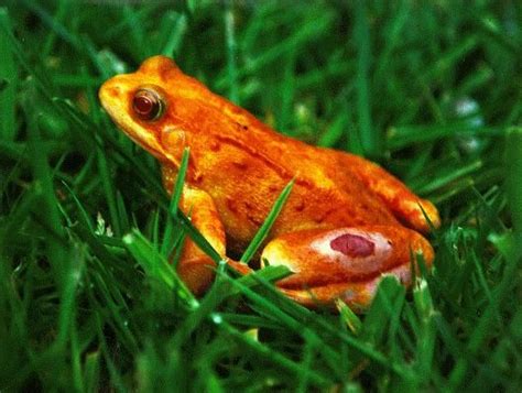 Orange Frog Amazing Frog Frog Frog And Toad