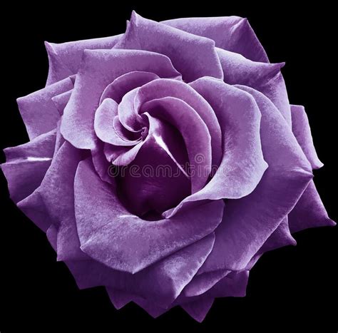 Purple Rose Flower On Black Isolated Background With Clipping Path