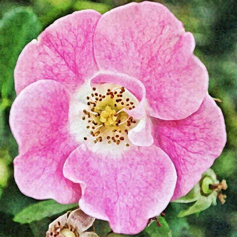Pink Virginia Rose Blooming Photograph By Gaby Ethington Fine Art America
