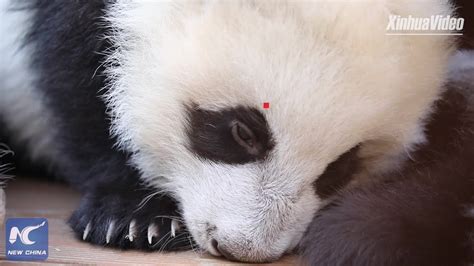 Cute Alert Panda Cub Dozing Off Youtube