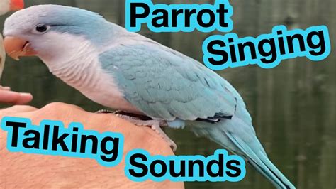 Quaker Parrot Singing Talking Quaking Sounds Noises Parakeet