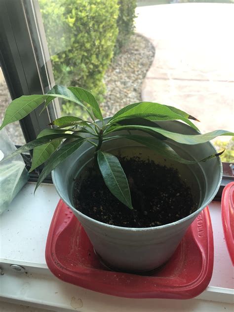 There's also an ever gentle, an ever instead of taking the suez canal shortcut, they'll have to navigate around africa, adding about 15 days to their trip. I germinated a mango pit back in April 2019 and, in my ...