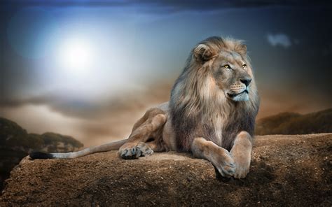 Animal Lion Hd Wallpaper