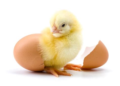 Chickens How Does A Rooster Fertilize An Egg Vet Explains Pets
