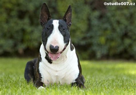 Black And White White Bull Terrier Dog Varieties Terrier
