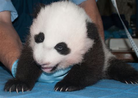 Est100 一些攝影some Photos Giant Panda Cub Smithsonian National Zoo 大熊貓幼仔