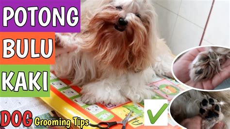 Cara Memotong Bulu Telapak Kaki Anjing Di Rumah Merapikan Kumis