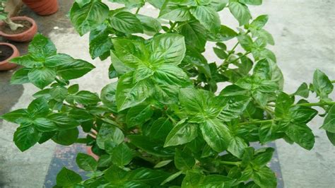 Growing Sweet Basil Plant In Hindi Youtube