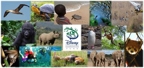 Disney Conservation Fund Celebrates 20 Year Anniversary With 10 Year