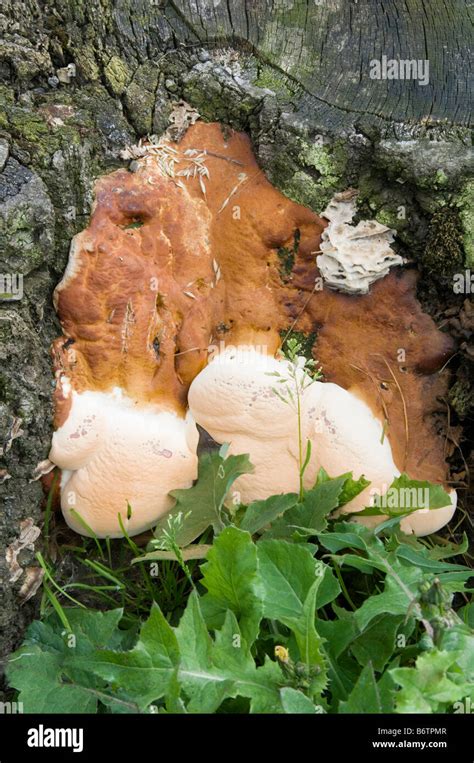 Fungus On Dead Tree Stump Hi Res Stock Photography And Images Alamy