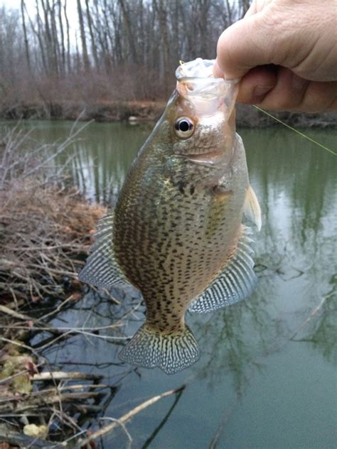 Grand Lake St Marys Oh Fishing Reports Map And Hot Spots