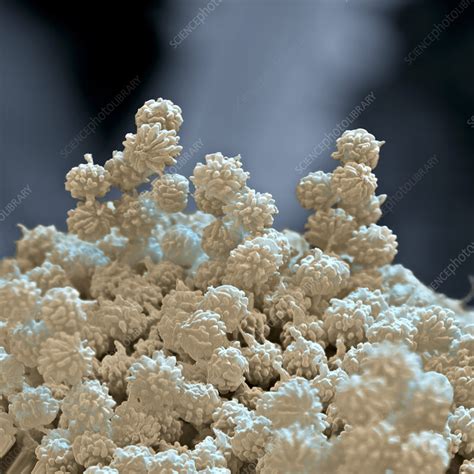 Aspergillus niger fungus spores, SEM - Stock Image - B250/1768 ...