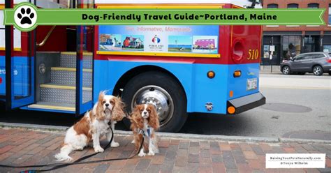 State officials are urging store operators and consumers to take steps to destroy the freshwater mollusks, which can outcompete native species. Pet-Friendly Portland Maine Travel Guide | Bucket List Dog ...